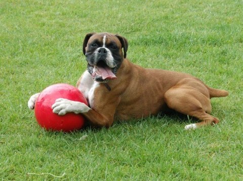 Boomer Ball piłka niezniszczalna dla psa XL - 10" / 25cm czerwona Boomer Ball piłka niezniszczalna dla psa XL - 10" / 25cm czerwona