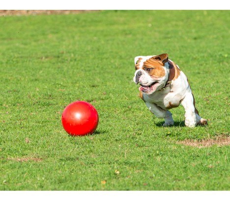 Boomer Ball piłka niezniszczalna dla psa M - 6" / 15cm czerwona Boomer Ball piłka niezniszczalna dla psa M - 6" / 15cm czerwona