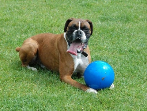 Boomer Ball piłka niezniszczalna dla psa M - 6" / 15cm niebieska Boomer Ball piłka niezniszczalna dla psa M - 6" / 15cm niebieska