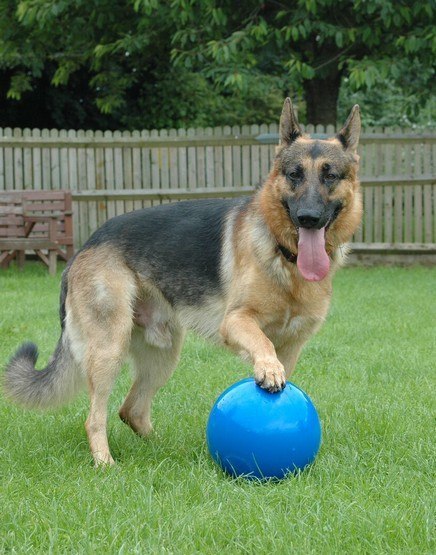 Boomer Ball piłka niezniszczalna dla psa M - 6" / 15cm niebieska Boomer Ball piłka niezniszczalna dla psa M - 6" / 15cm niebieska