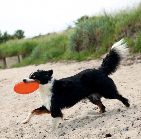Trixie Frisbee dla psa Dysk z gumy TPR 18cm Trixie Frisbee dla psa Dysk z gumy TPR 18cm