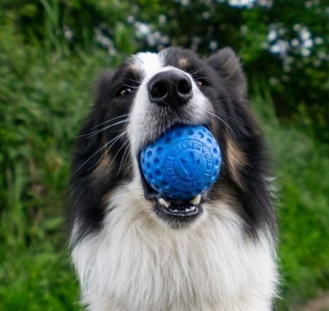 Kiwi Walker Let's Play Ball Maxi piłka pomarańczowa pływająca dla psa Kiwi Walker Let's Play Ball Maxi piłka pomarańczowa pływająca dla psa