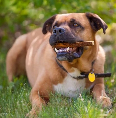 4DOGS Gryzak z poroża XL easy 4DOGS Gryzak z poroża XL easy