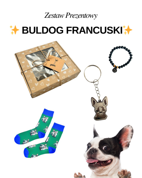 buldog francuski prezent buldog francuski prezent