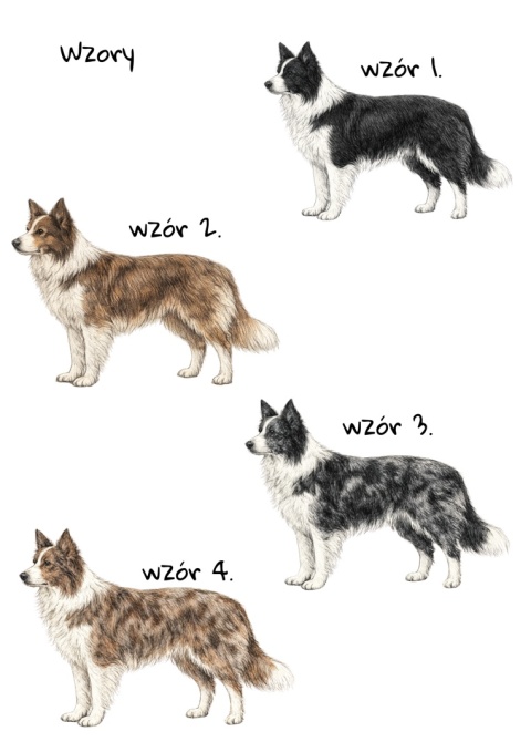 Koszulka z Border Collie Psiurwa