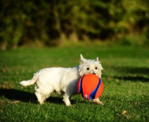 Chuckit! Kick Fetch Large Piłka do aportowania dla psa Chuckit! Kick Fetch Large Piłka do aportowania dla psa