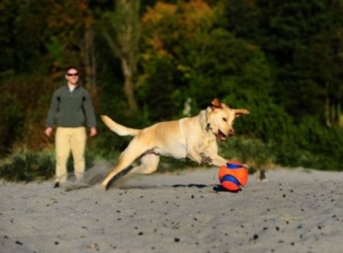 Chuckit! Kick Fetch Small Piłka do aportowania dla psa Chuckit! Kick Fetch Small Piłka do aportowania dla psa