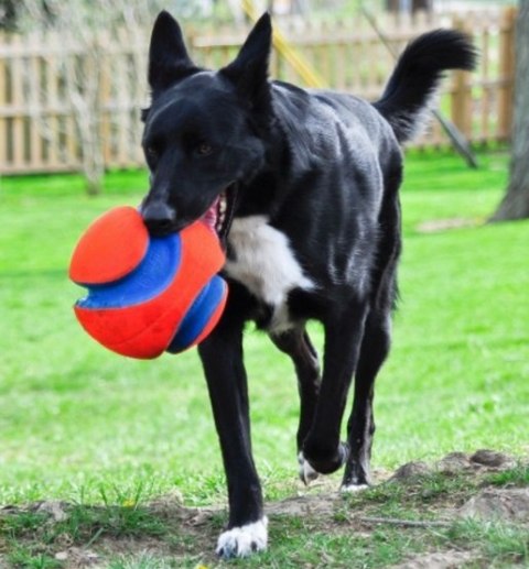 Chuckit! Kick Fetch Small Piłka do aportowania dla psa Chuckit! Kick Fetch Small Piłka do aportowania dla psa