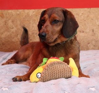 Dingo Zabawka piszcząca dla psa - Taco 20cm