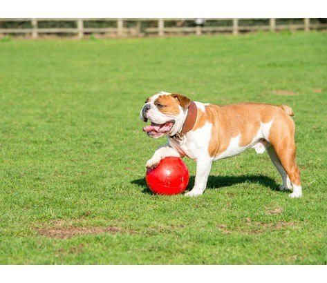 Boomer Ball piłka niezniszczalna dla psa L - 8" / 20cm czerwona Boomer Ball piłka niezniszczalna dla psa L - 8" / 20cm czerwona