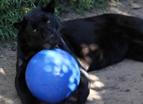 Boomer Ball piłka niezniszczalna dla psa L - 8" / 20cm niebieska Boomer Ball piłka niezniszczalna dla psa L - 8" / 20cm niebieska