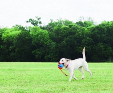 Chuckit! Rope Fetch Piłka ze sznurkiem dla psa Chuckit! Rope Fetch Piłka ze sznurkiem dla psa