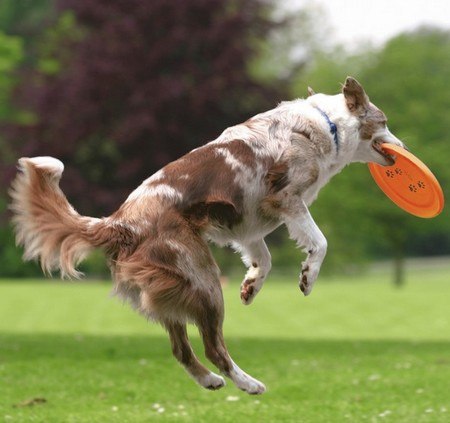 Trixie Dog Activity dysk dla psa 19cm Trixie Dog Activity dysk dla psa 19cm
